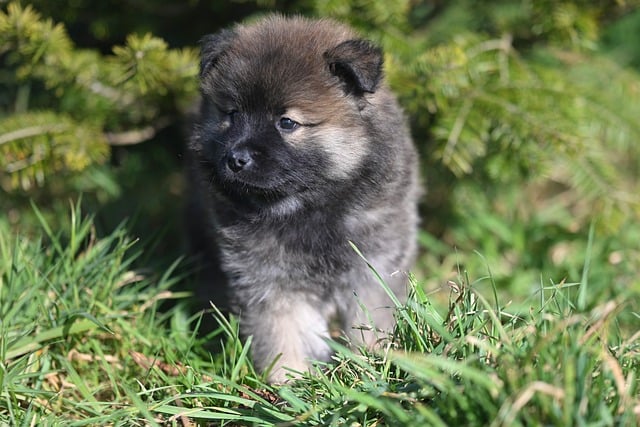 강아지 산책 꿀팁