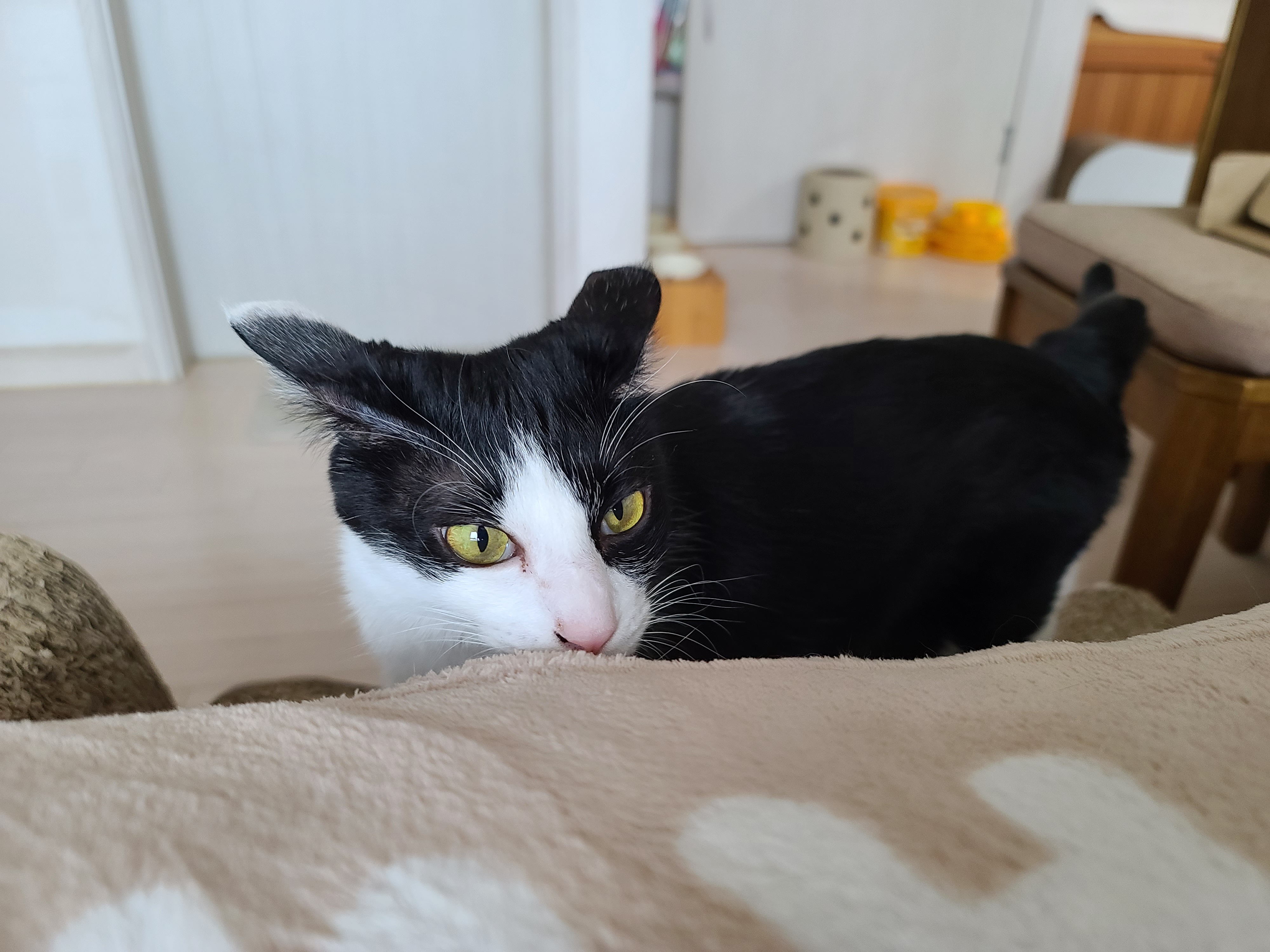 엄마집사 자리에서 자는 고양이. 아비시니안 루디(feat.젖소냥이 두리).