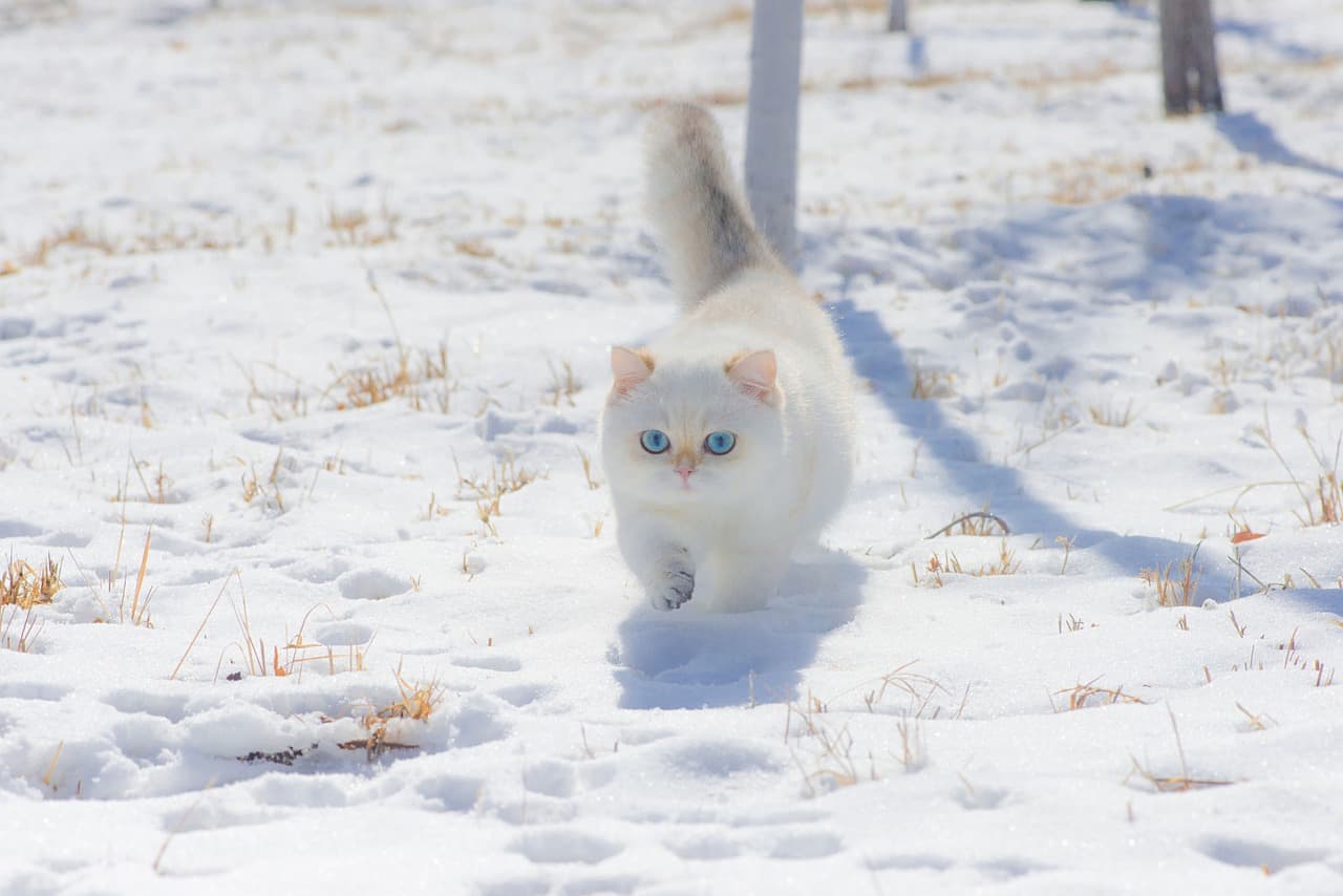 고양이 소변 실수 문제 해결