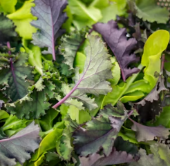 치커리 효능 부작용 뿌리 가루 고르는법 칼로리