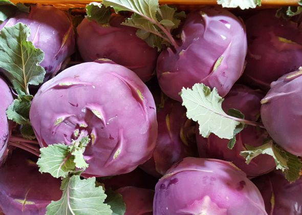 생거진천 이원농장 콜라비