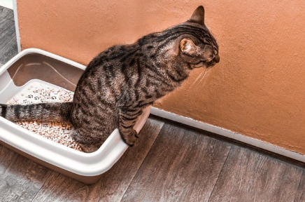 화장실 안에 있는 고양이.