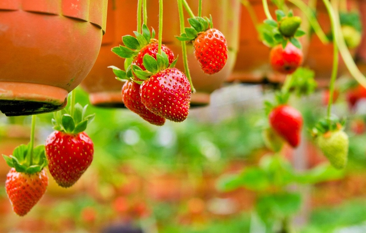 혈당 스파이크가 반복되면 몸에서 먼저 망가지는 5가지 신호