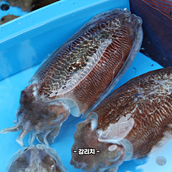 갑오징어 데치는법