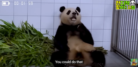 푸바오 생일잔치 판다 번식기