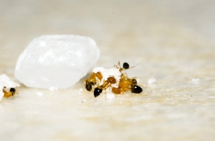 개미없애는퇴치방법