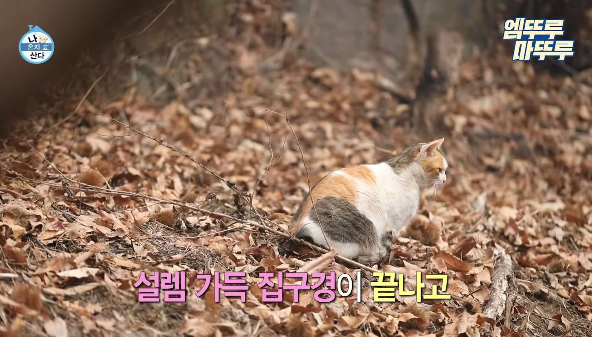 미우새 촌캉스 가평 한옥펜션 한옥민박