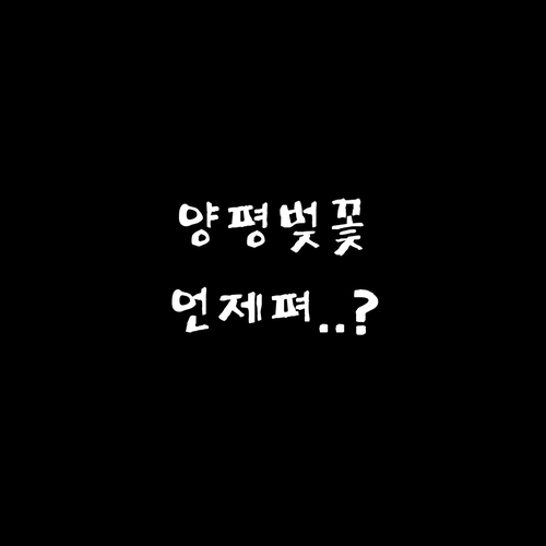 양평 벚꽃 개화 예상일과 갈산공원 만..