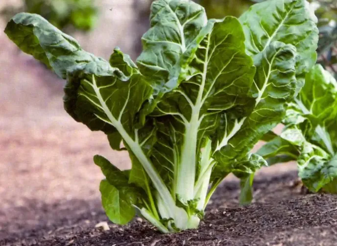 근대 재배 잎 따기 간격 유지 연속 수확_2