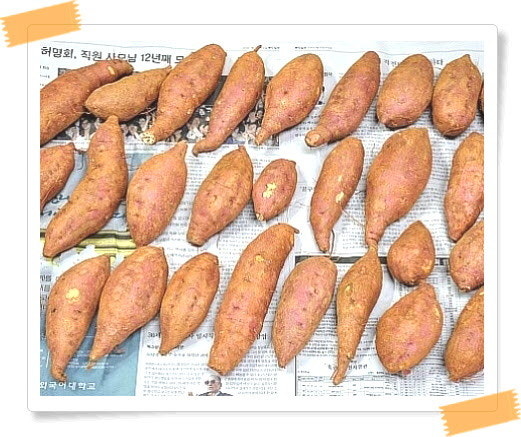 고구마 보관법 ❘ 겨울철 한 박스 사두고 달고 촉촉하게 오래 보관하는 법 관련 사진