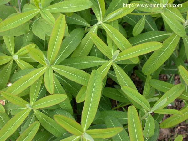 태양인 특징과 한약