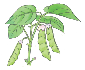 강낭콩 심는 시기, 효능, 키우기, 모종, 파종 방법