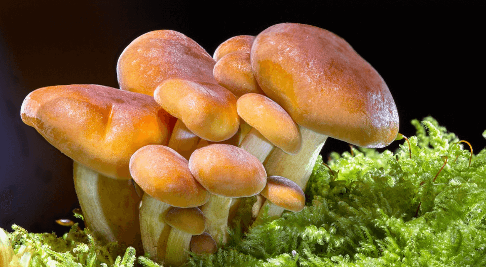 만성 피로에 좋은 음식 사진 - 7