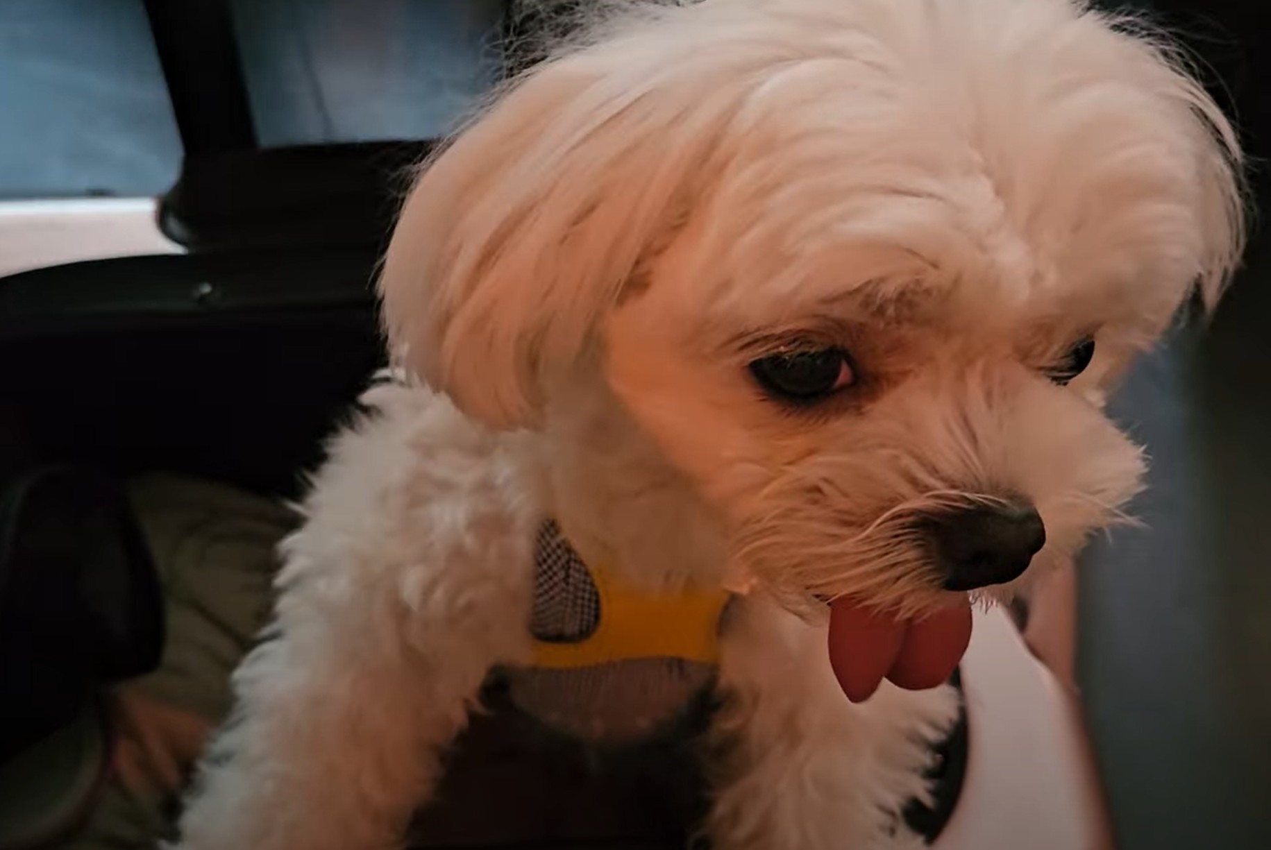 식당 안에서 라떼의 모습