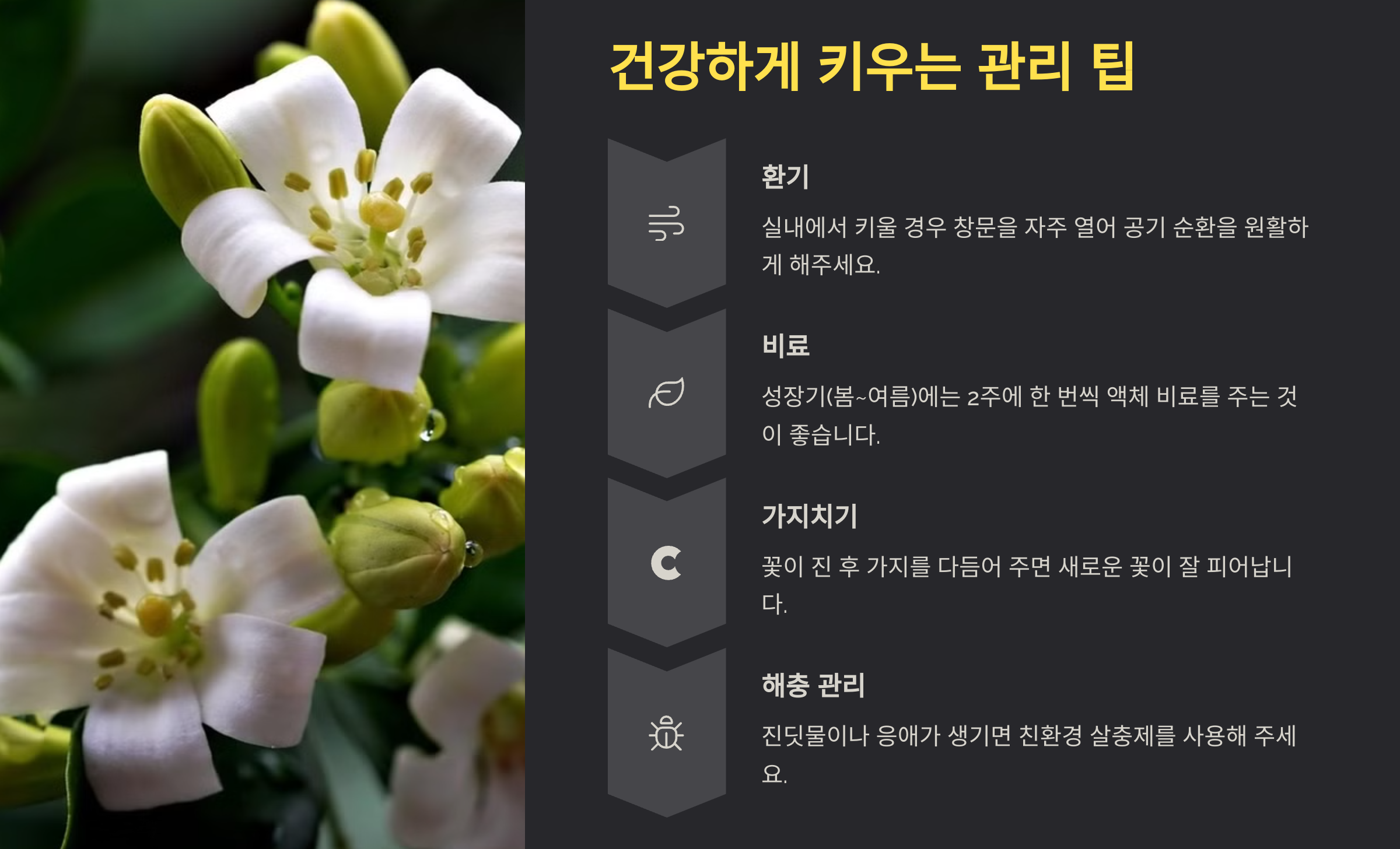 오렌지 자스민 사진