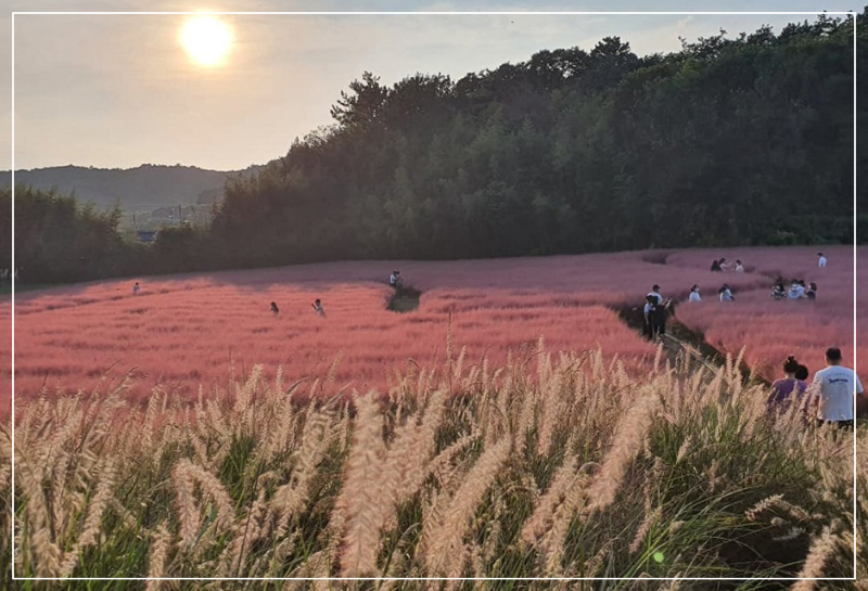 고창 청농원 핑크뮬리 축제 이미지/ 출처: 고창 청농원