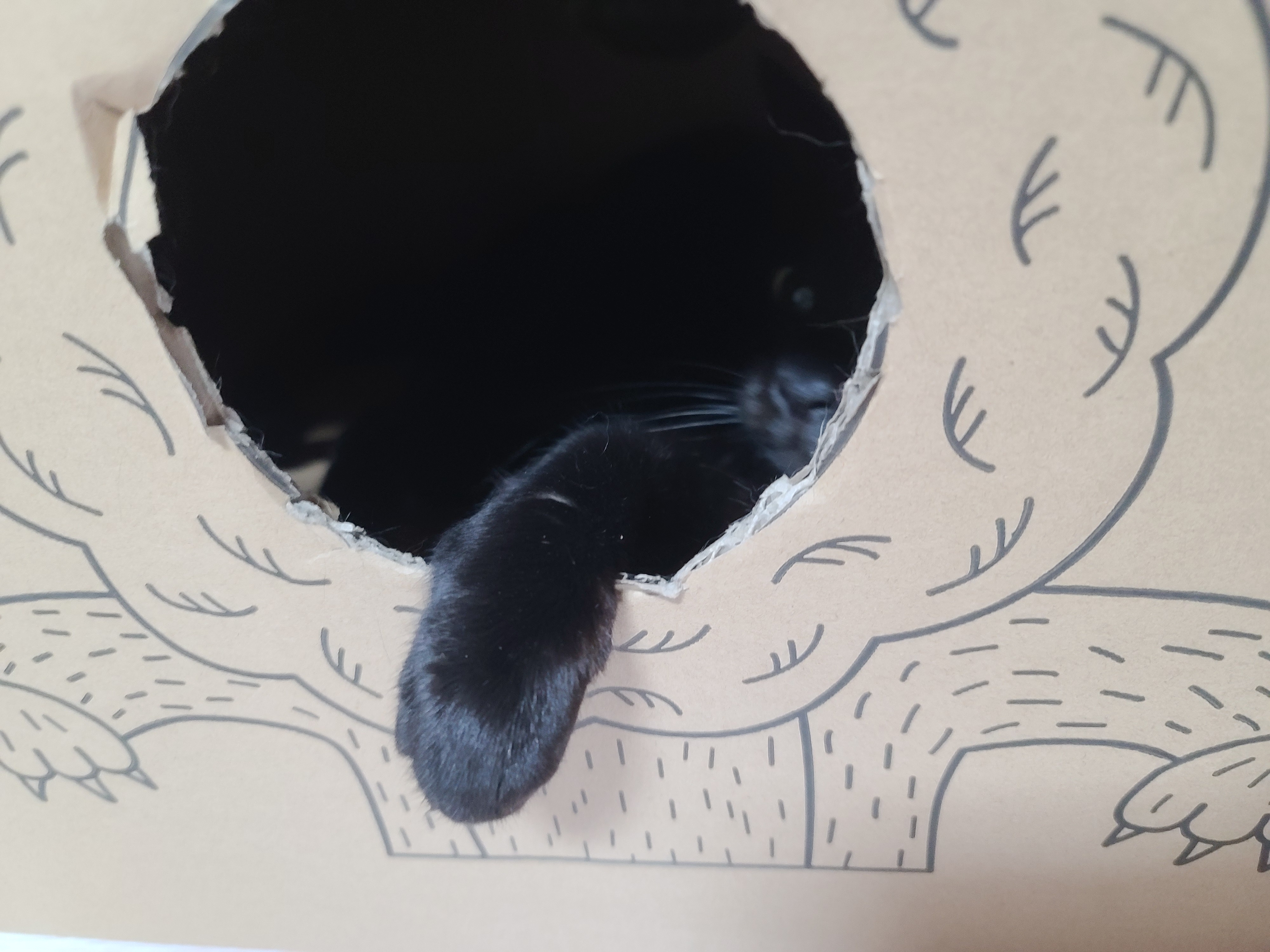 삐진 고양이 기분 풀어주기 (feat.고양이랑 놀아주는 방법)