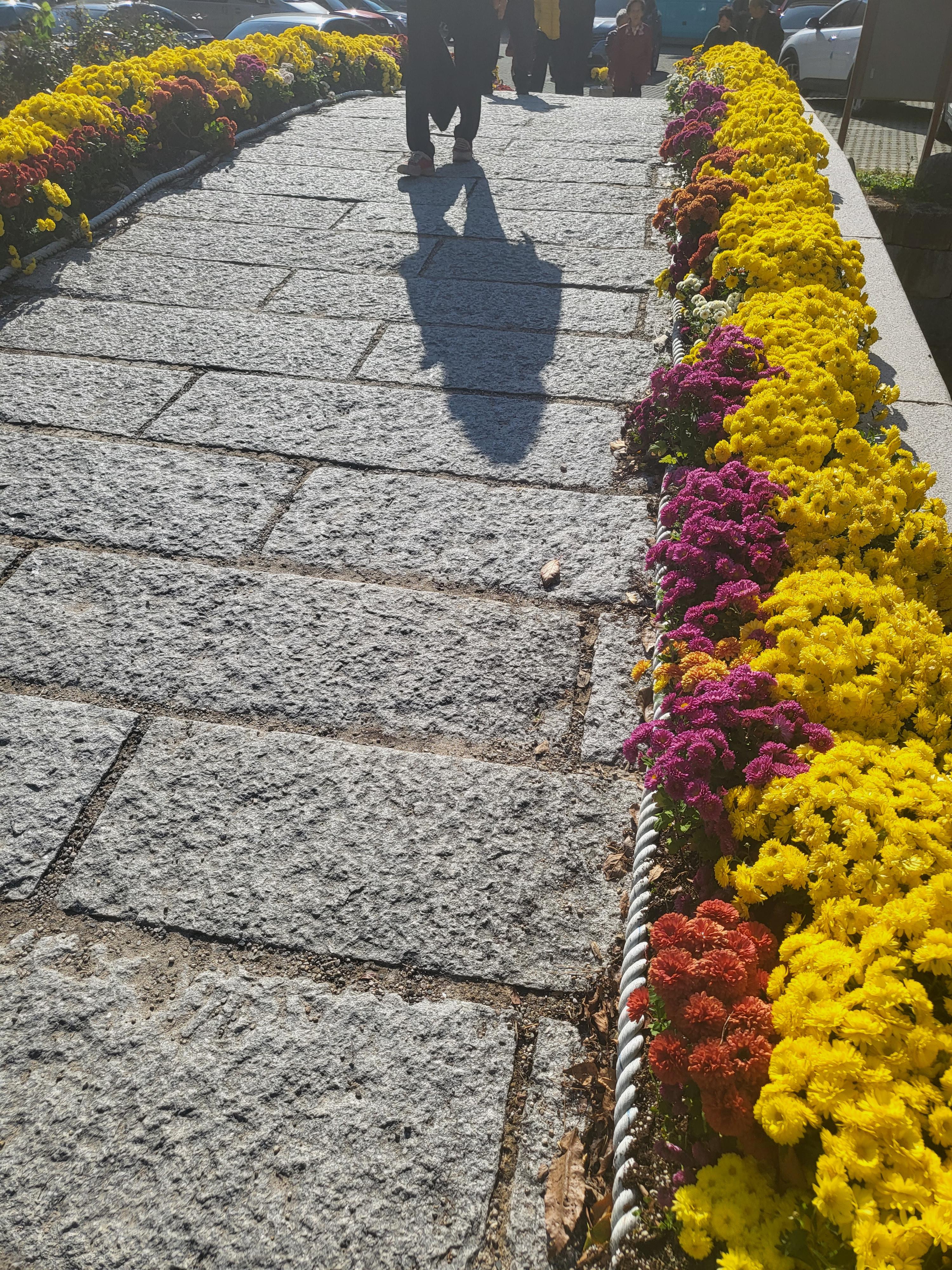 국화 향기 가득한 부산 기장 장안사 제 7회 기장 국화분재전시회가 열렸습니다.