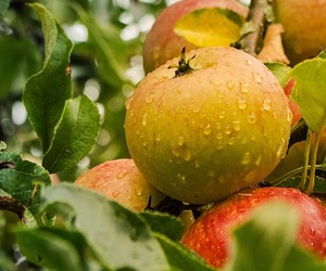 사과 효능 유산균의 먹이가 되는 사과 