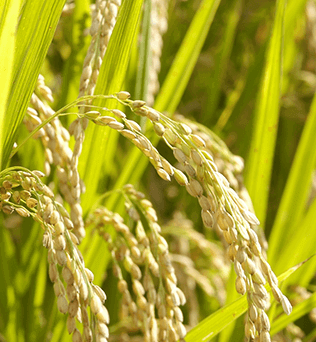 쏘팔코사놀-효능-옥타코사놀