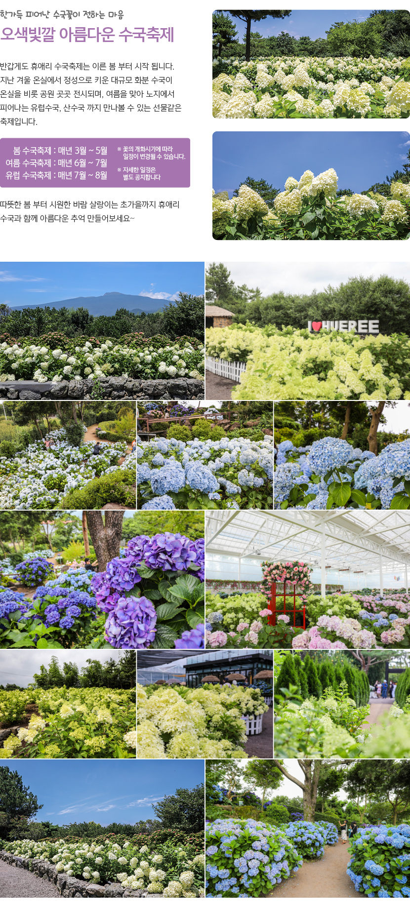 휴애리 여름 수국축제