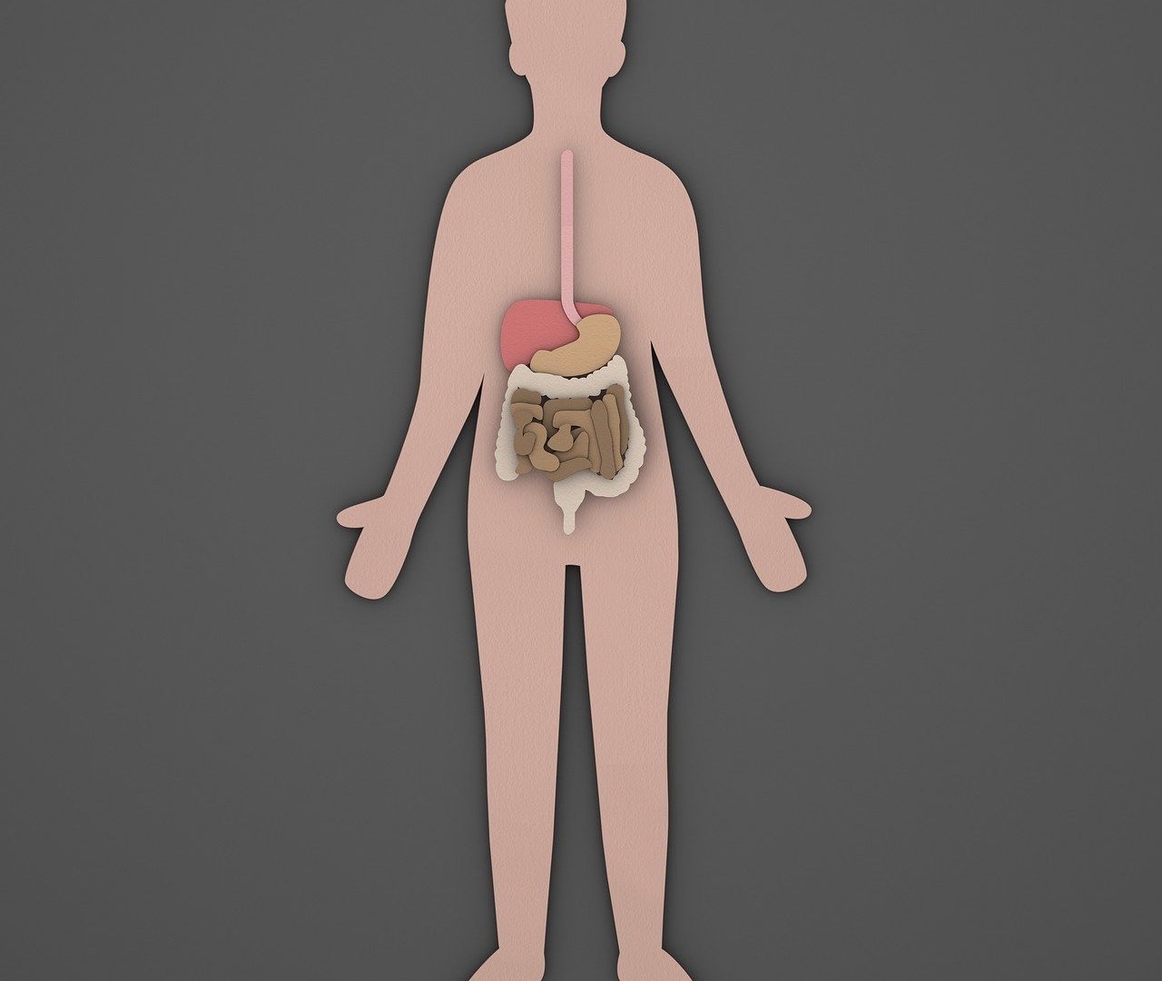 인간-신체-조직도-위장-식도-간-위-대장
