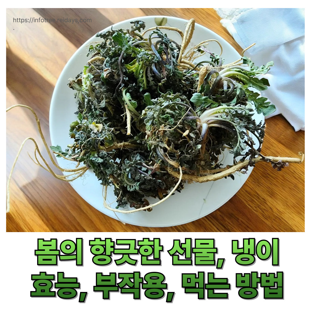 봄의 향긋한 선물 냉이