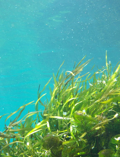 지구 환경과 인간에게 이로운 해조류의 경제적 가치