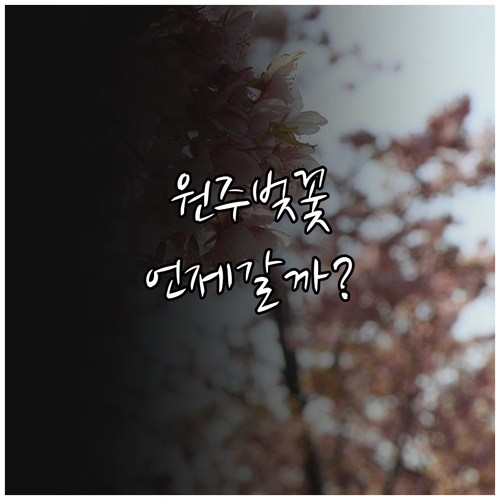 원주 지역 벚꽃 개화 정보와 명소별 ..