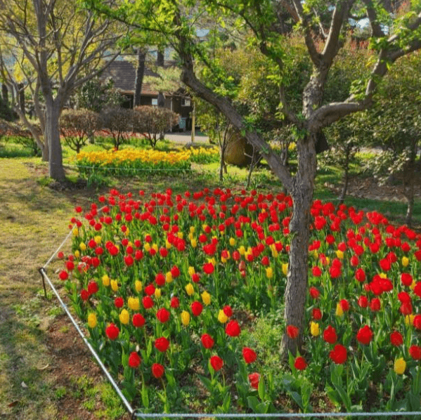 2025 하늘빛수목정원 튤립축제: 봄날의 로맨스를 담다!!