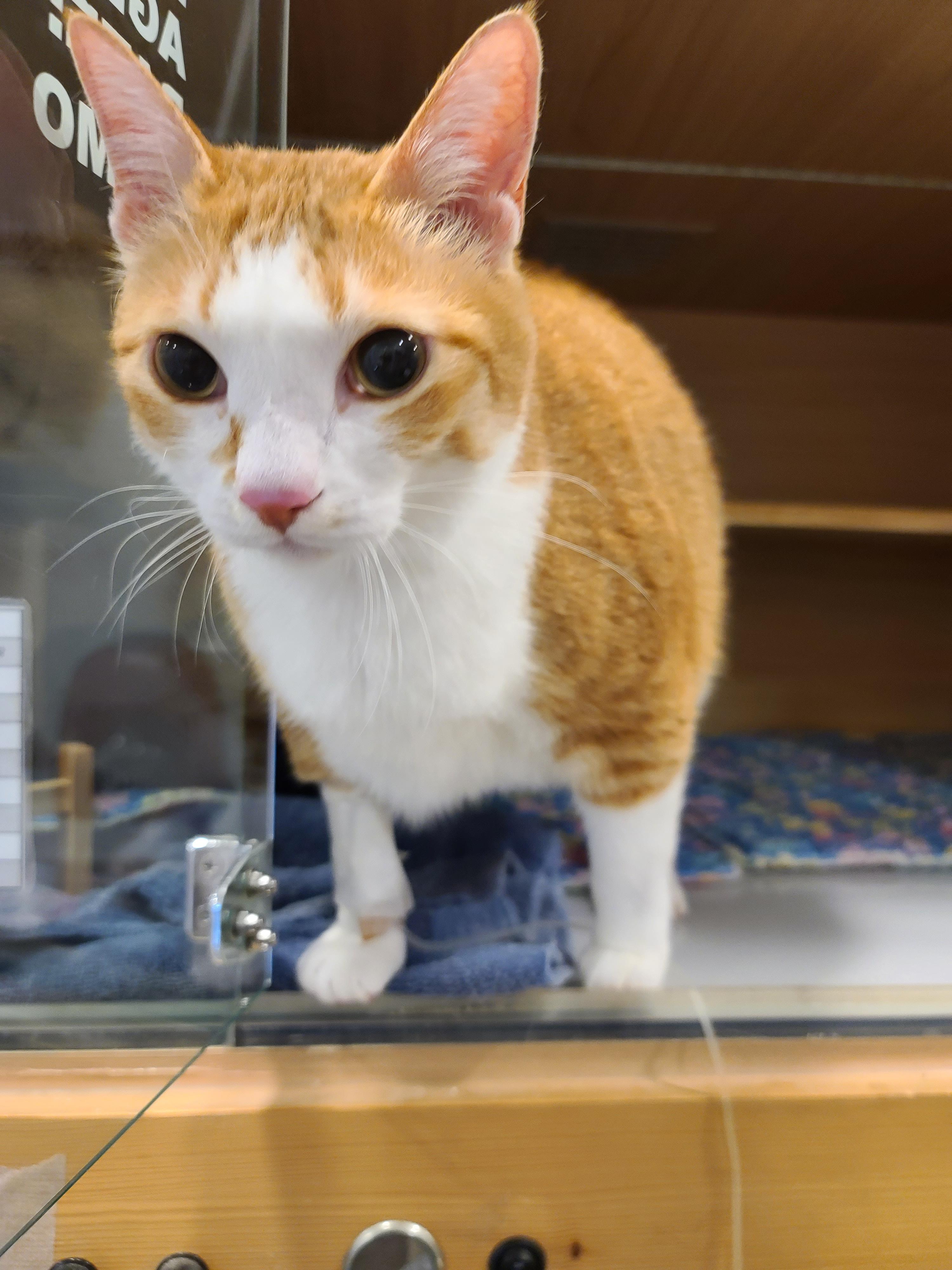 황달로 인한 호야의 입원. 고양이 황달. 