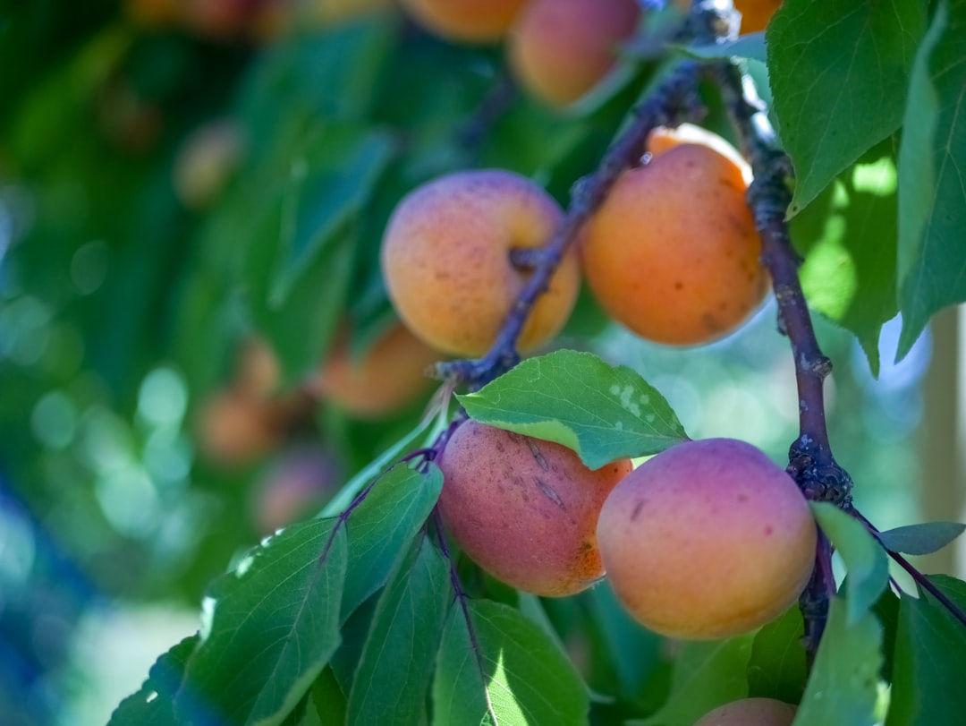 Apricot benefits.