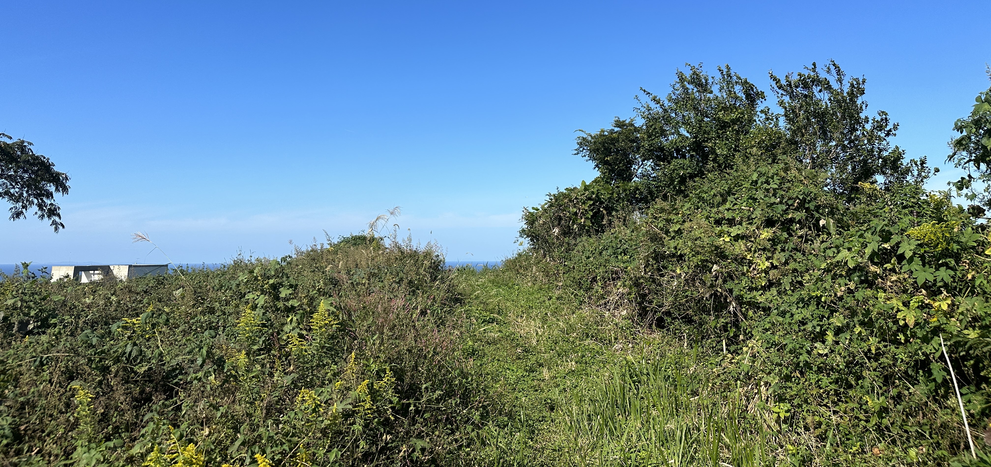 오드싱오름 산책로