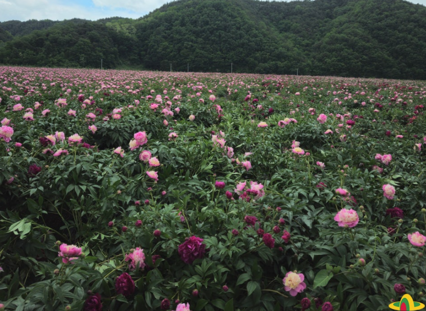 의성 조문국사적지, 작약꽃이 피어나는 고대의 정원