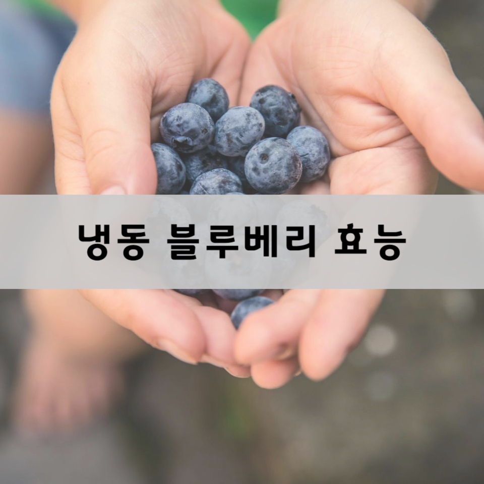 냉동-블루베리-효능