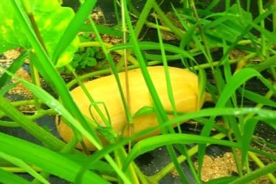 늙은호박-늙은-애호박-수확