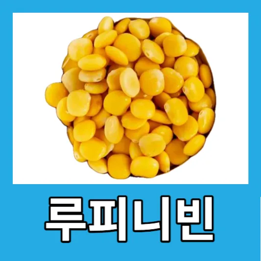 당뇨관리 루피니빈 섭취 방법 루피니빈 효능 당뇨콩 부작용
