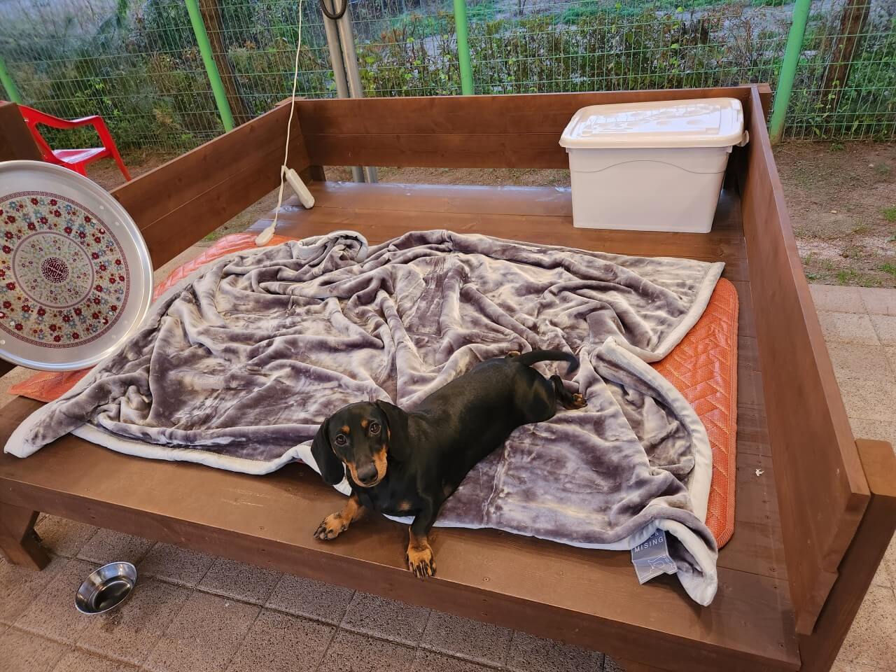 생방송투데이 오늘도 달린다! 청년 사장 경기 포천 20대 애견 카페 사장 편 뽀야네 딩가댕가 생방송투데이 3779회