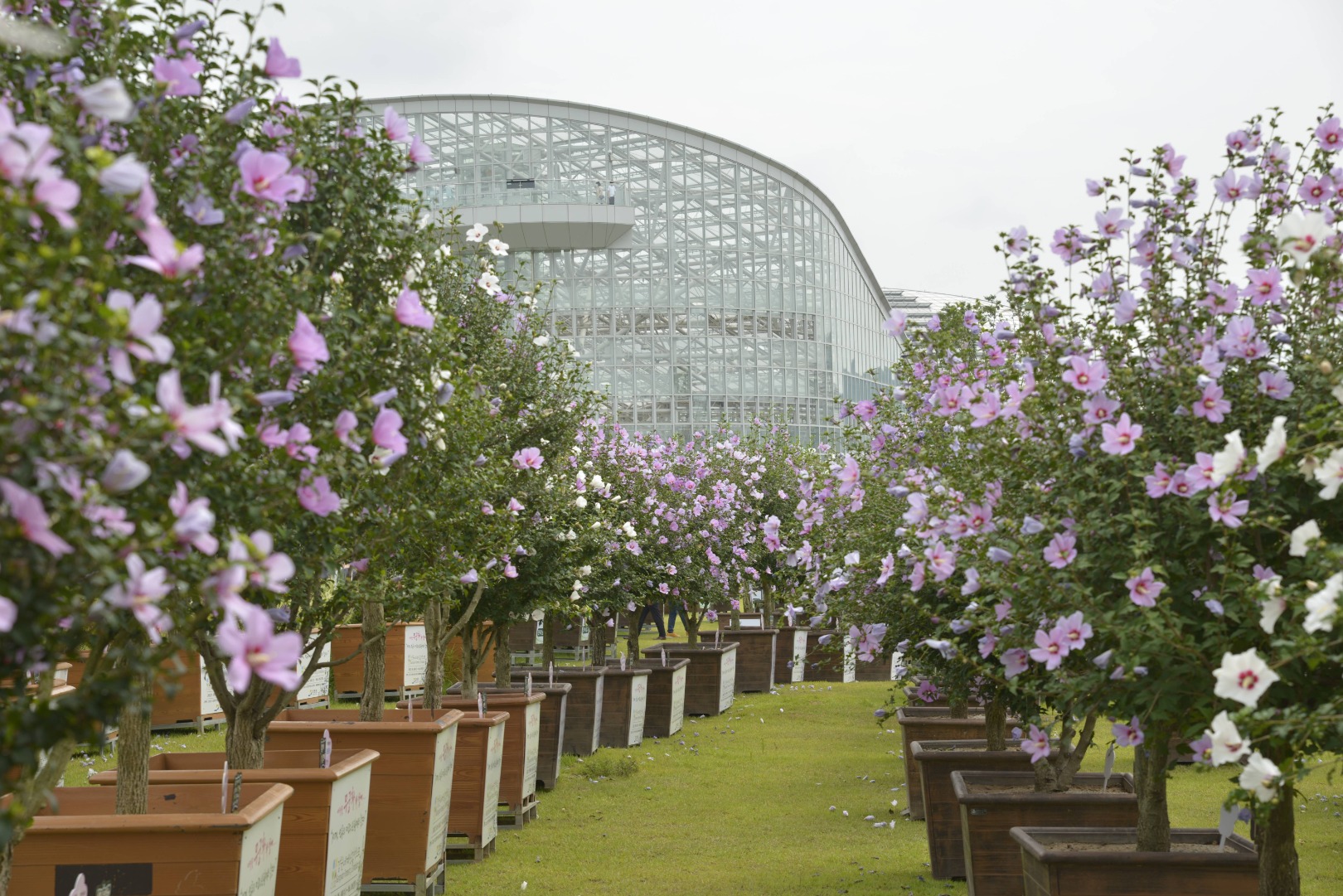 나라꽃 무궁화 대축제