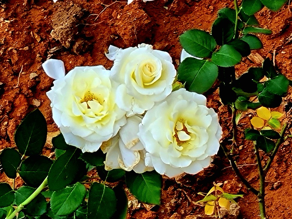 김포 가혜리카페: 또 가고 싶은 자연 속 브런치카페, 리뷰이벤트, 평화누리길