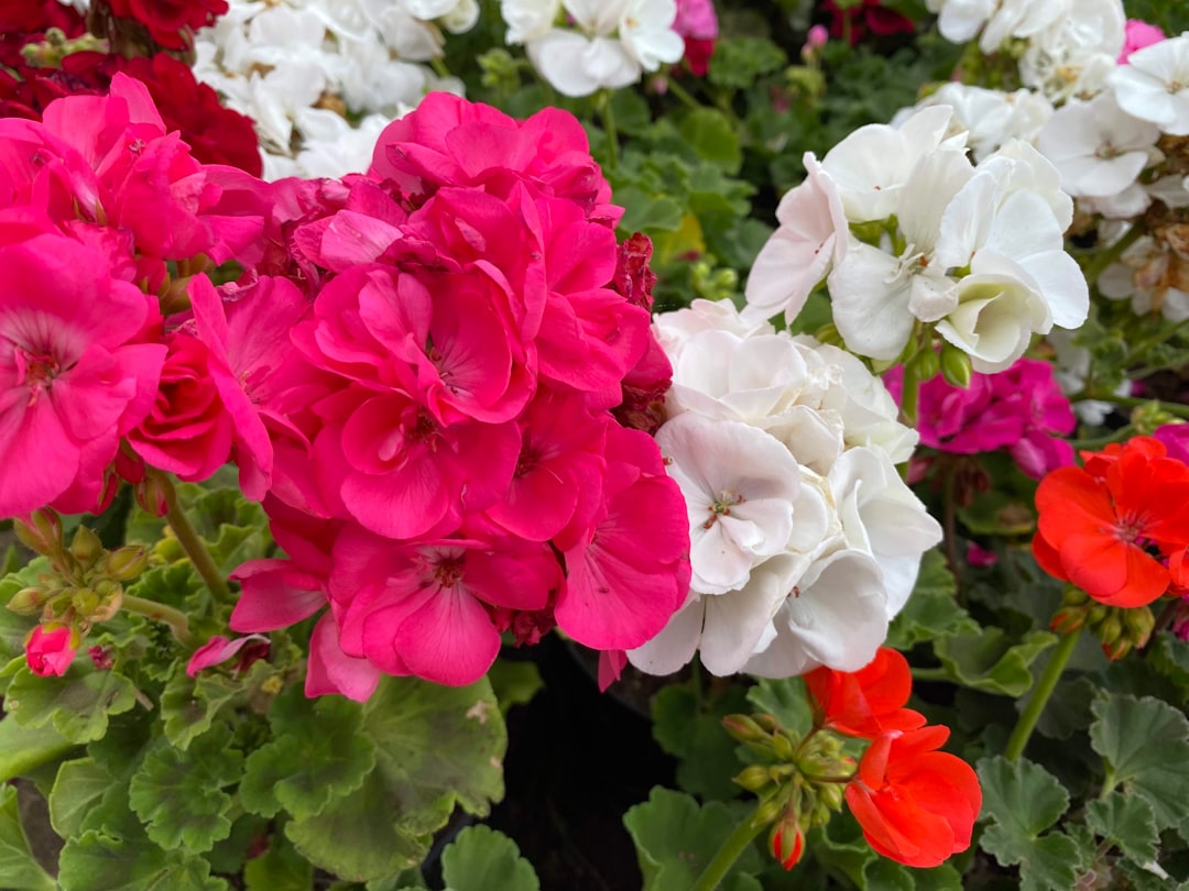 Geranium