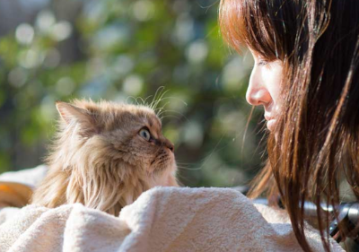 고양이가 초콜릿을 먹어 치웠을 때의 이미지 그림