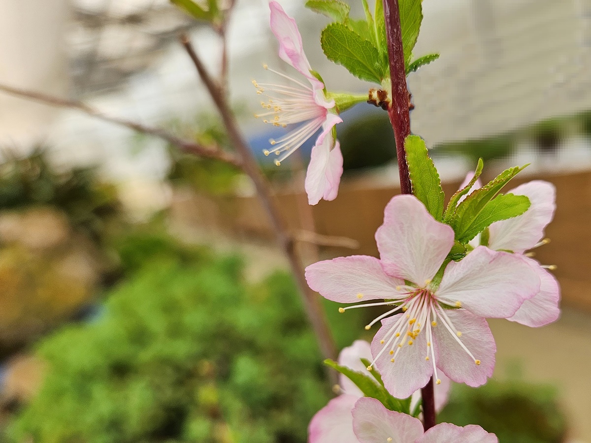 산옥매