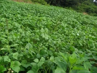 녹두 재배 직파 심기 병해 예방 수확 건조_12