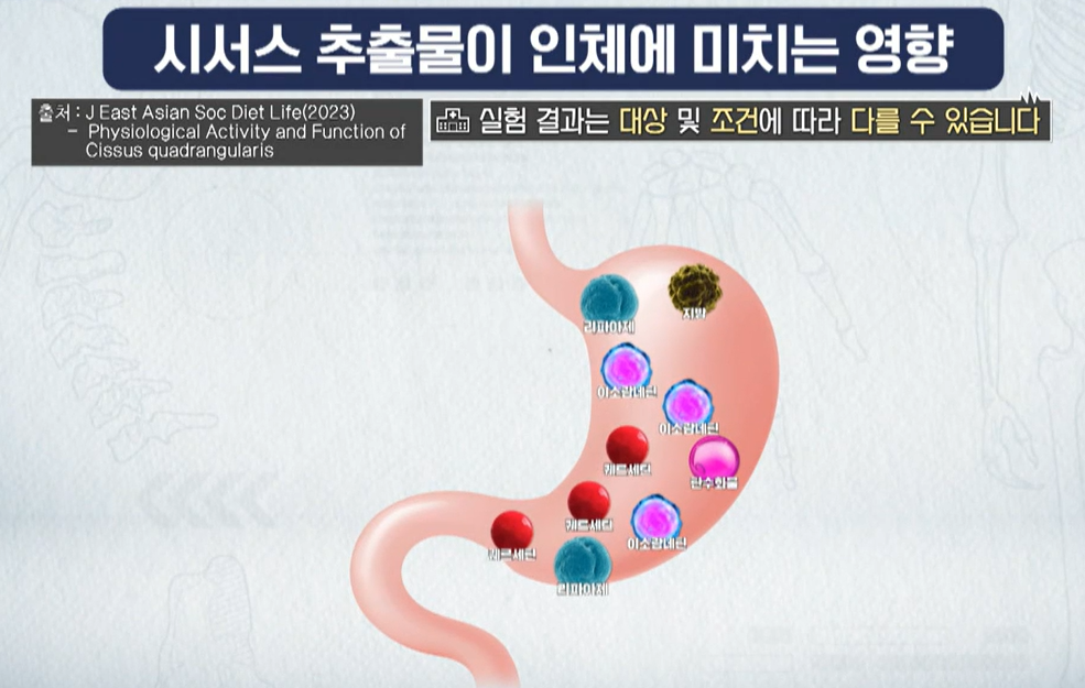 시서스 효능