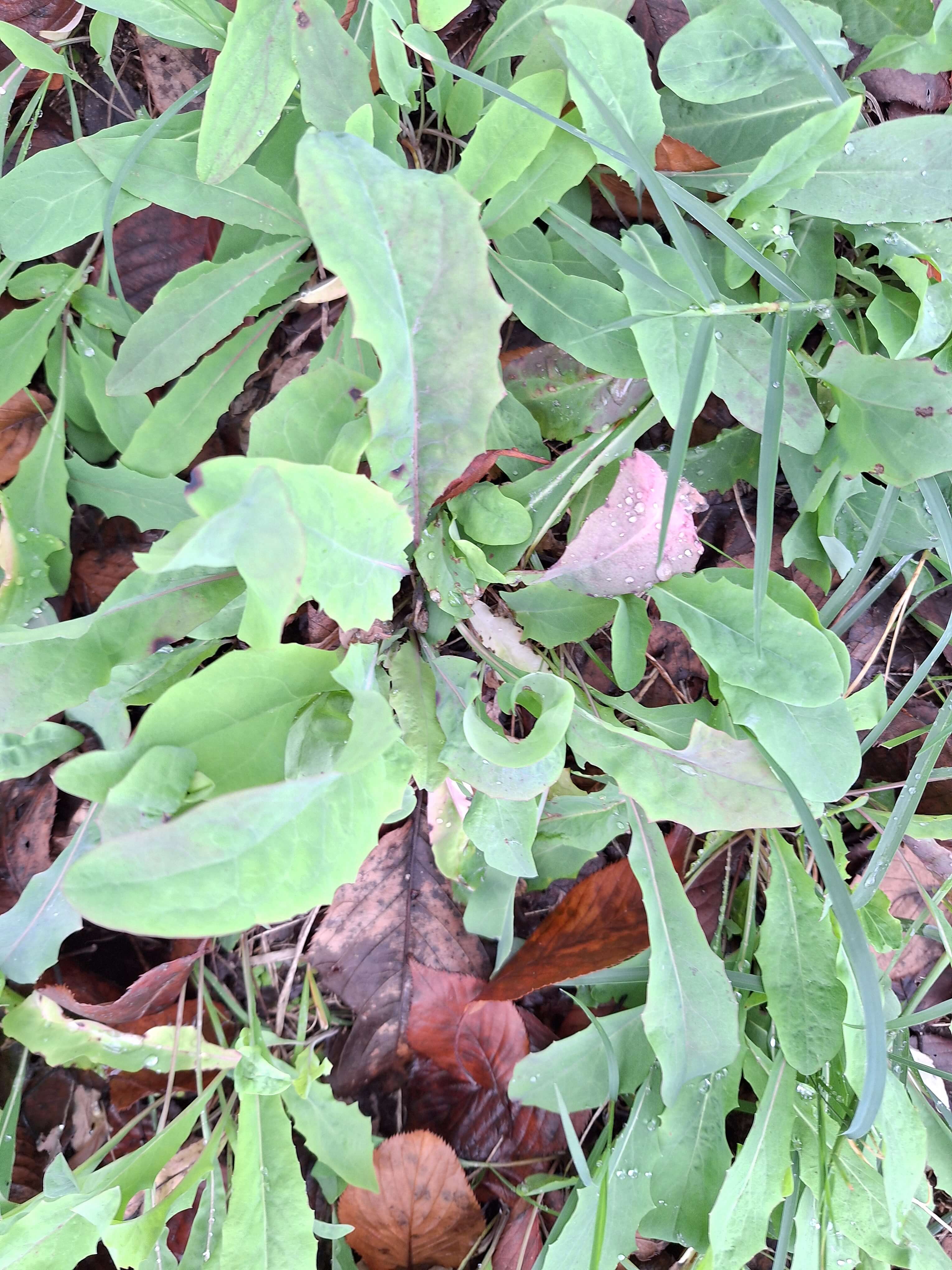 고들빼기 씀바귀 효능 종류 차이점