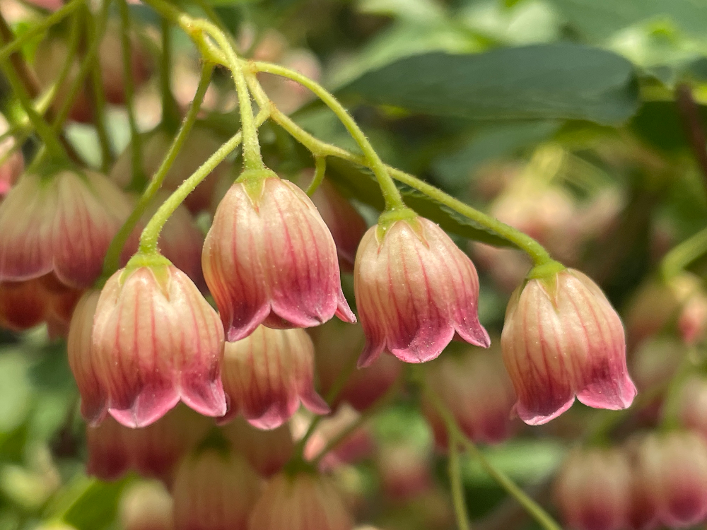 등대꽃나무 꽃1