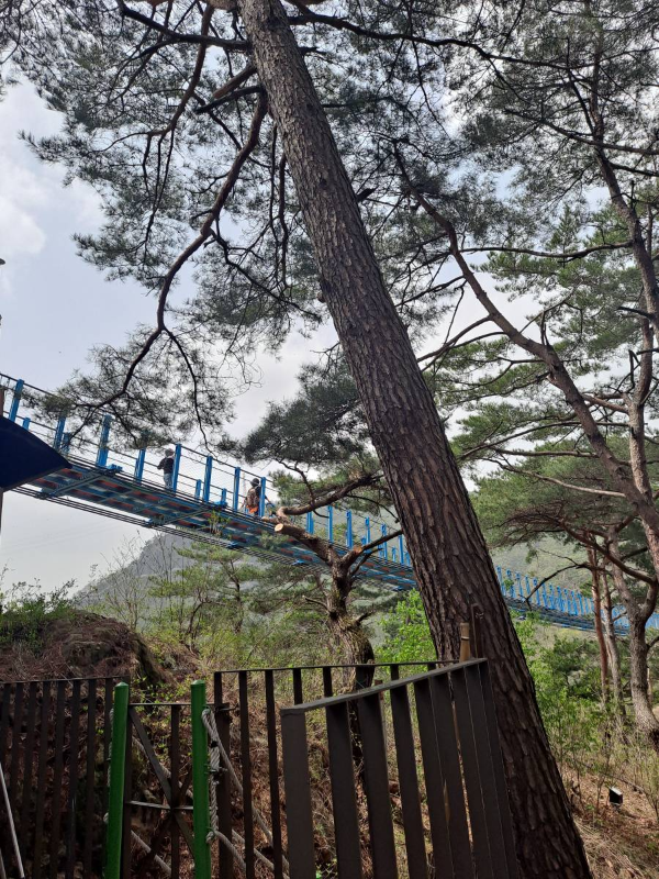 위로 출렁다리가 보이다