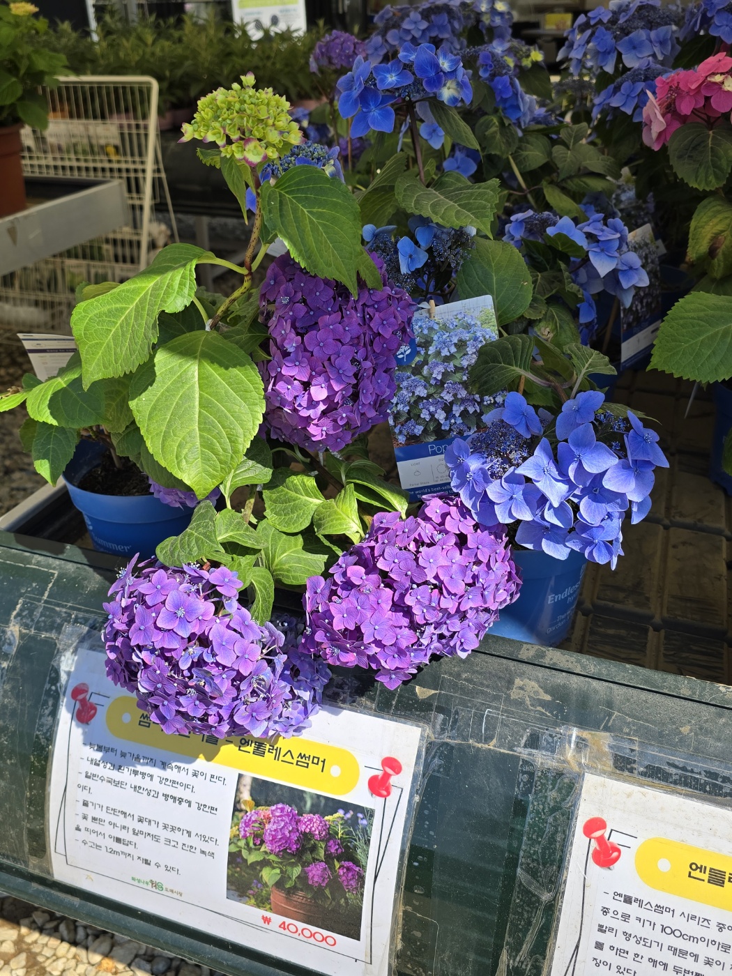 수국&amp;#44;장미&amp;#44;등등 예쁜꽃종류도 많아요