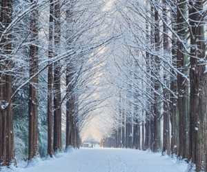 담양 메타세쿼이아길